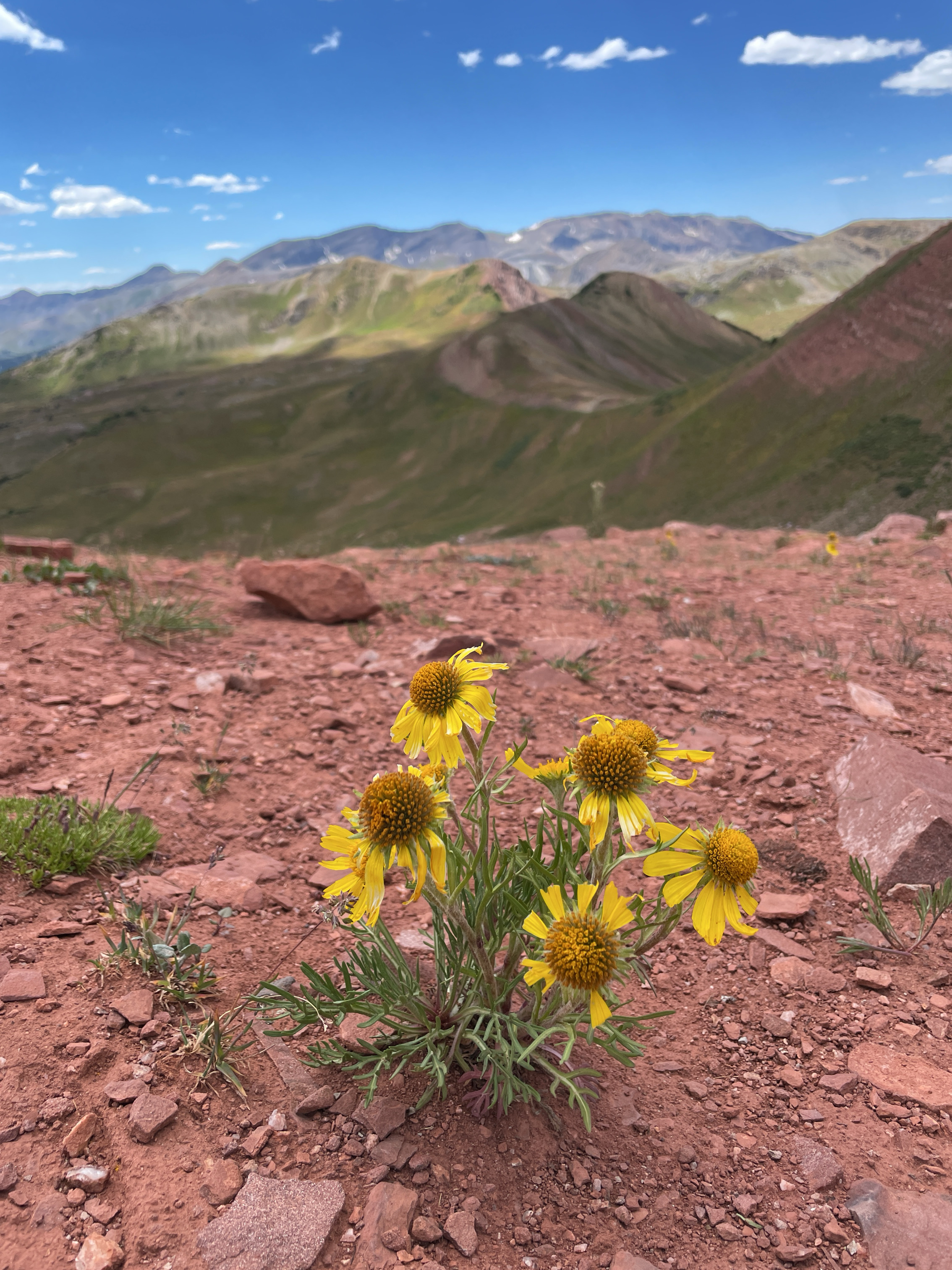 A yellow-flowered aster plant growing on a mountain ridge.